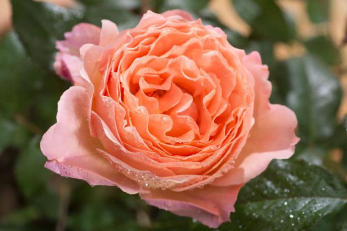 Opis Rose Belvedere