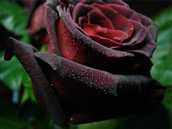 Black Baccarat Rose Opis