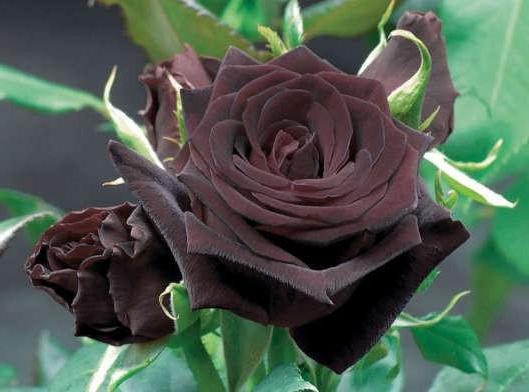 rose black baccarat care