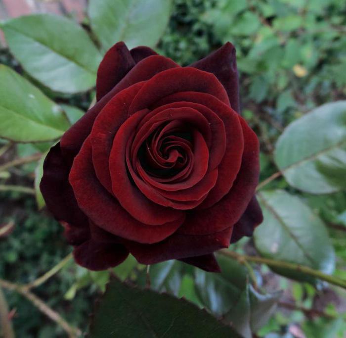 Rose Black Magic fotografie
