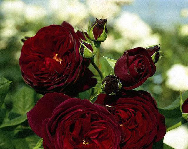 Penjanje uz ruže Crna kraljica: opis