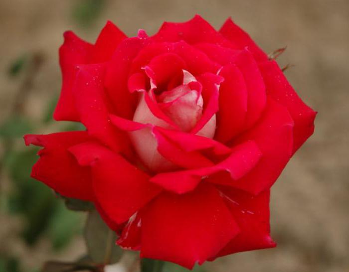 grandiflora rose
