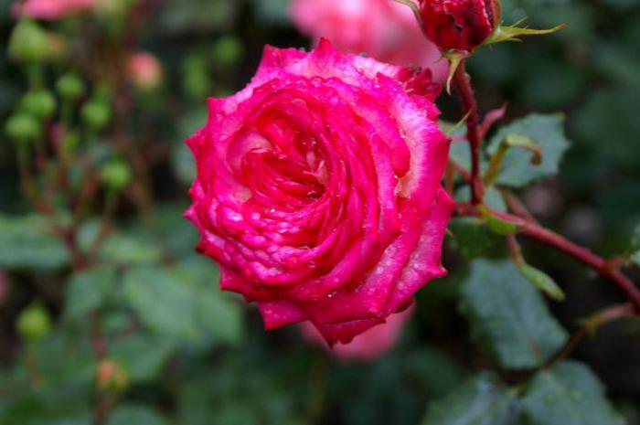 Rasadnik cvijeća Grand Rose