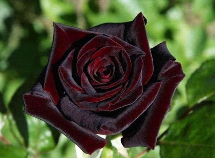Descrizione delle rose di Grandiflora