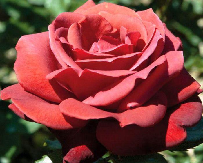róża grandiflora terakota