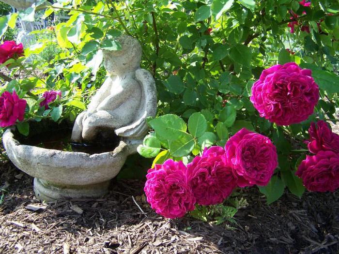 varietà di rose william shakespeare