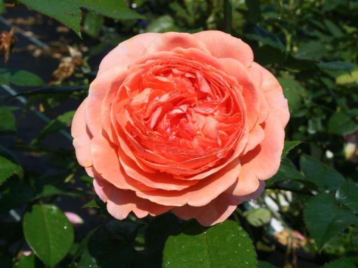 Rosa varietà Chippendale Descrizione