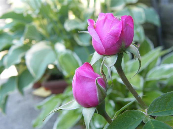 růže v zahradě na jaře