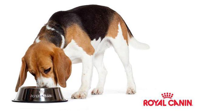 royal canin krma za pse