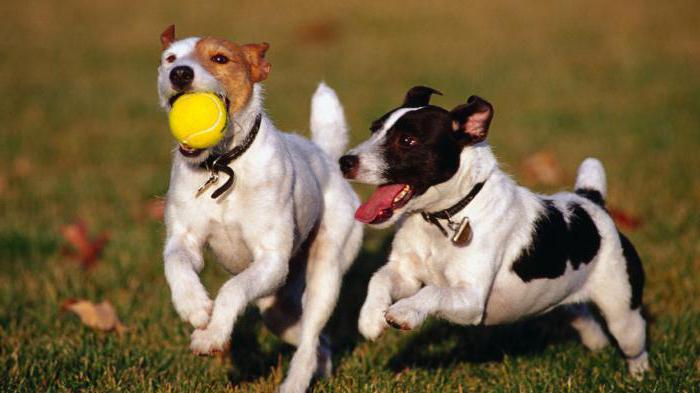mangimi canini reali per cani recensioni veterinari