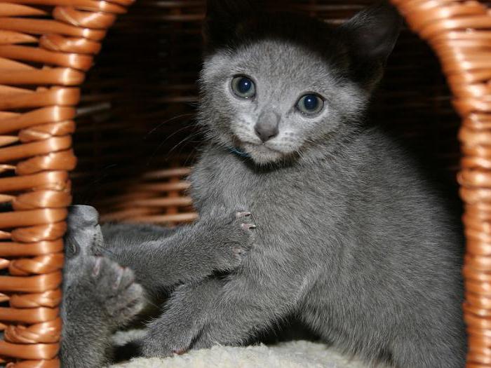 Руска плава мачка