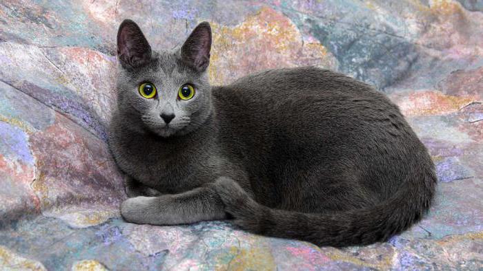 carattere di gatto longhair blu russo