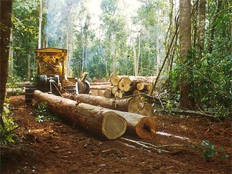 дървообработваща и дървообработваща промишленост