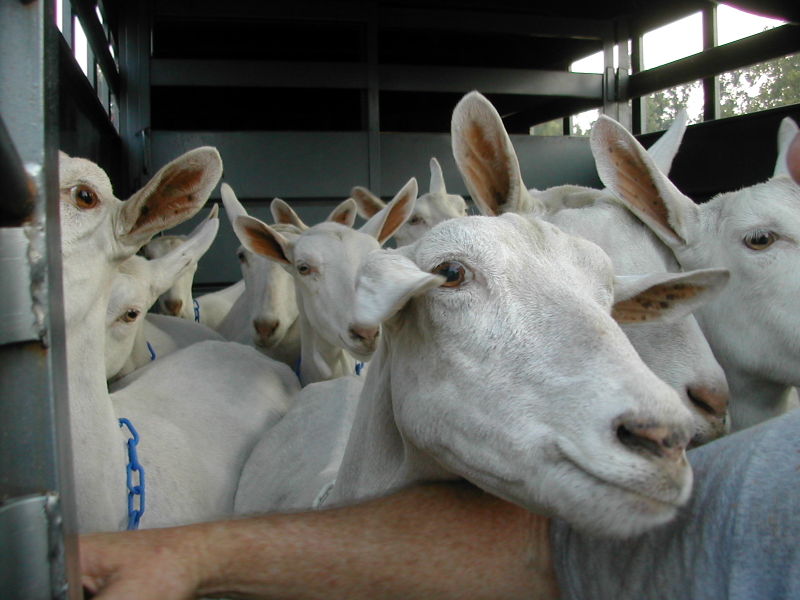 Опис пасмине сааненских коза