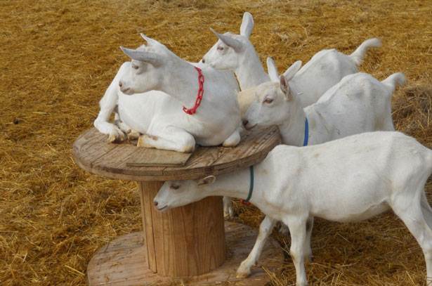 skupina zaanenskih koza