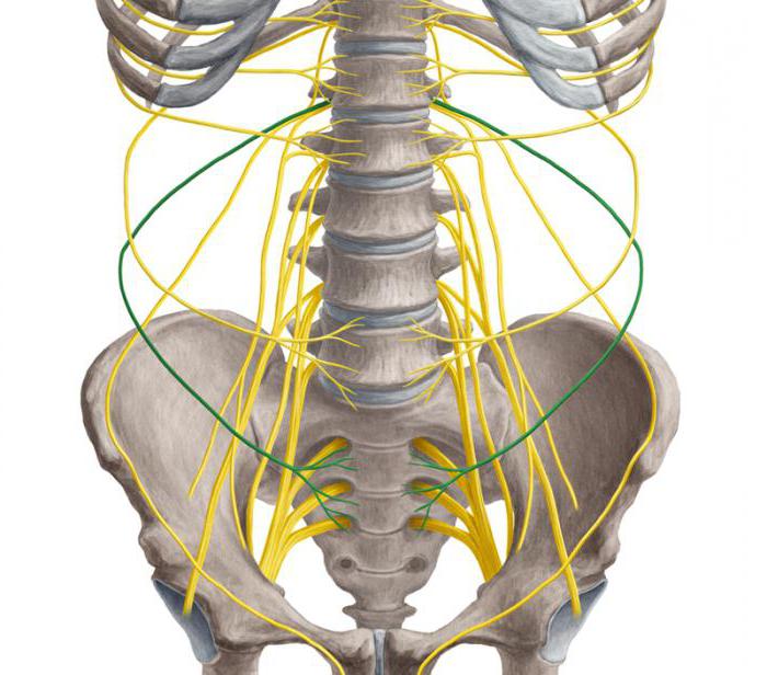 anatomia del plesso sacrale