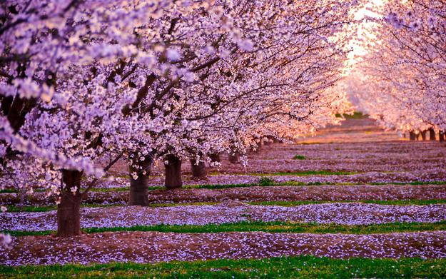 drzewo sakura