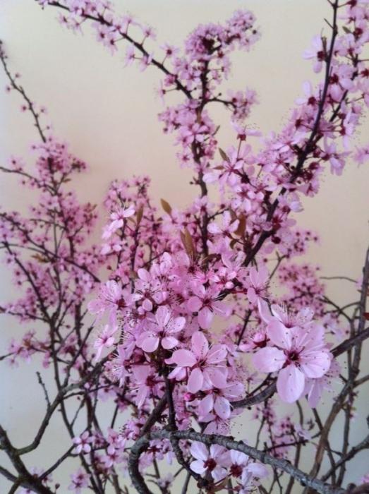 Zdjęcie drzewa Sakura