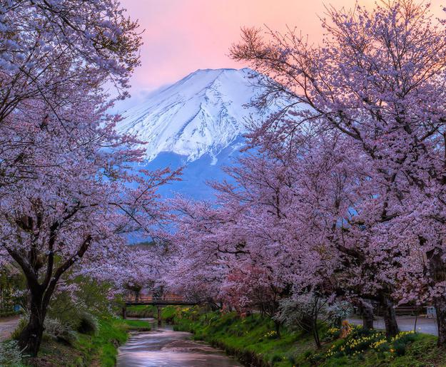 alberi decorativi di sakura