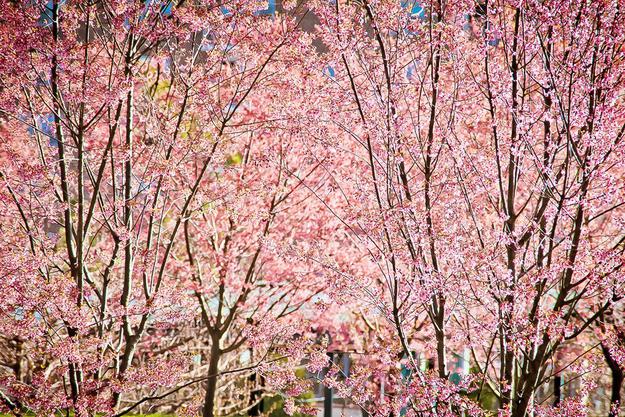 kwitnące drzewo sakura