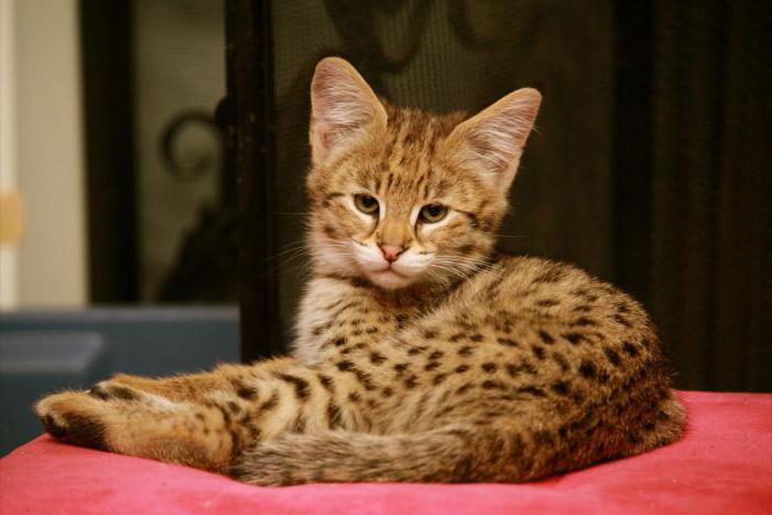 домаћа мачка савана