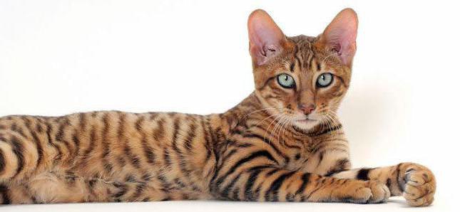 описание на породата котки от савана