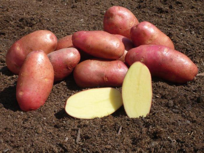 Opis odmiany odmiany szkutkowych ziemniaków