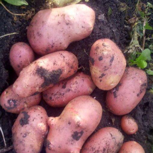 recensioni descrizione varietà rosso scarlatto di patate