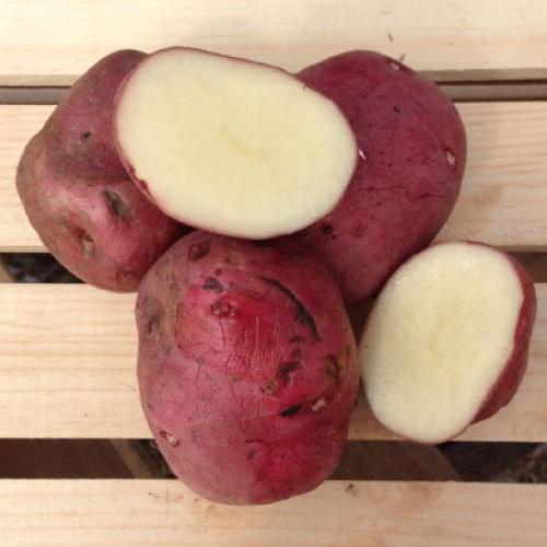 описание на сортовете от червено картофено червено