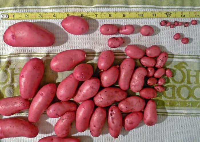recensioni sulla descrizione di rosso scarlatto di patate di piantare