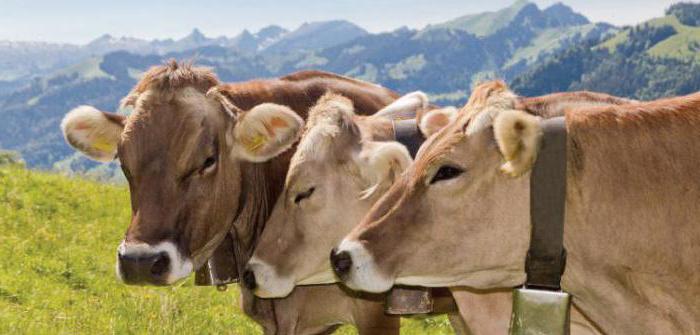 Descrizione della vacca da latte di Schwyz