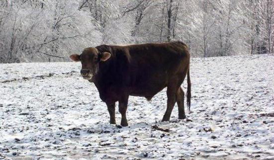 Descrizione e caratteristiche della razza svizzera di mucche