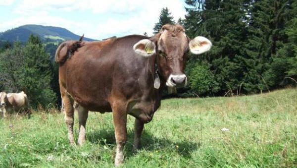 cena charakterystyczna dla szwajcarskiej krowy