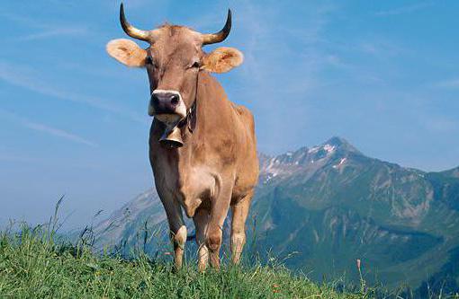 описание на кафявата швейцарска порода крави