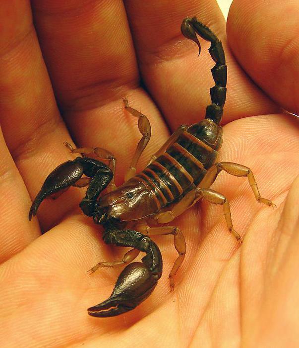 senny skorpion