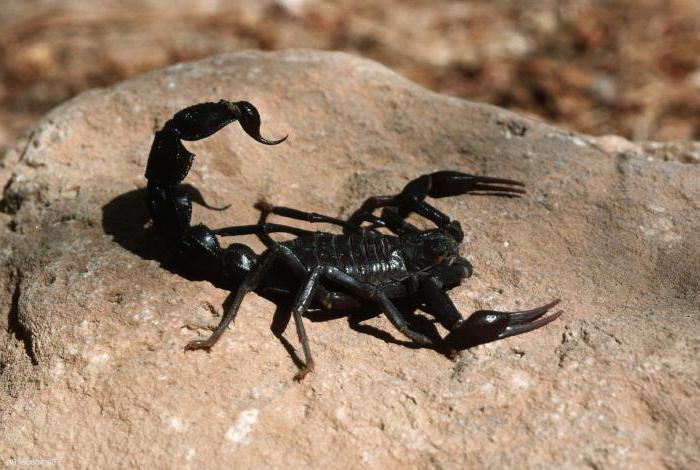 zabij skorpiona