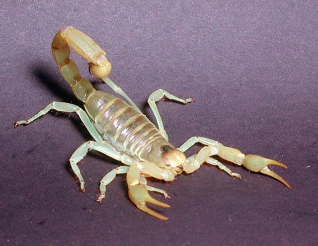 sen scorpion bílý