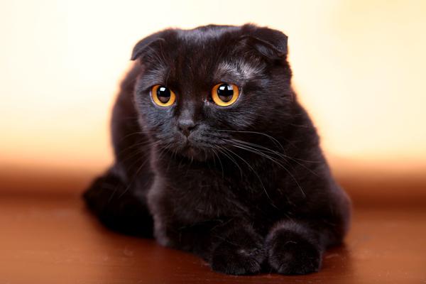 Scottish Fold cat karakter