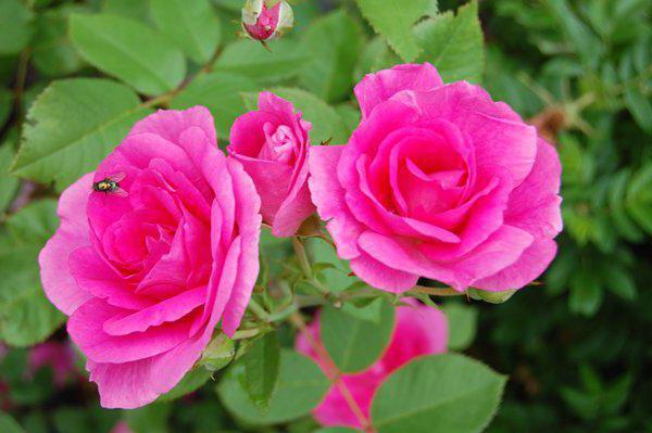 Růžové křoviny Výsadba a péče