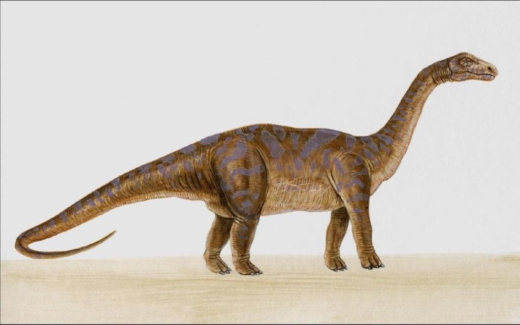 diplodocus dinosaur
