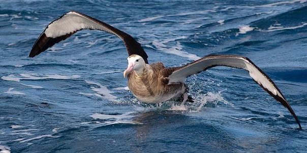 ptak albatrosa