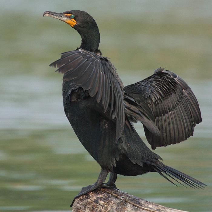 uccello cormorano