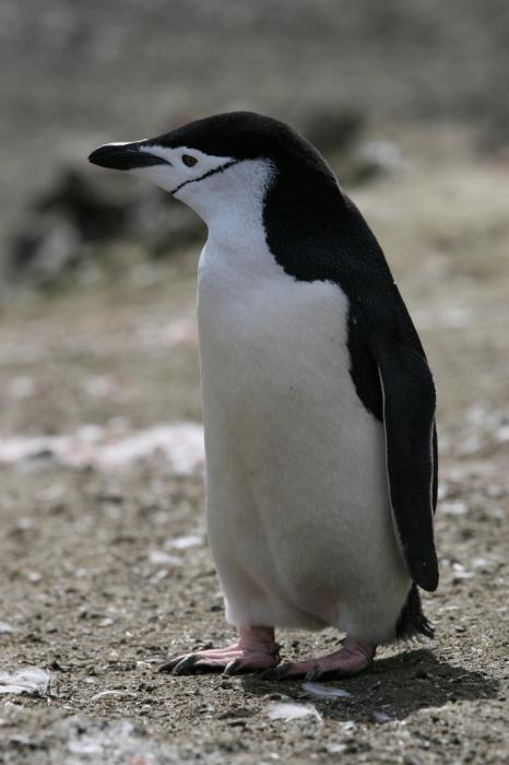 il pinguino è un uccello