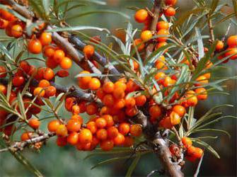 coltivazione di olivello spinoso coltivazione di varietà di cura