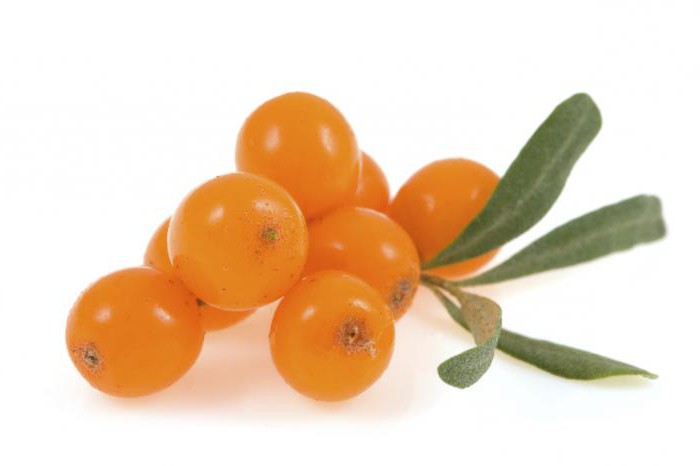 L'olivello spinoso cresce nelle cure e nelle piantagioni del paese