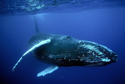 najveća morska životinja