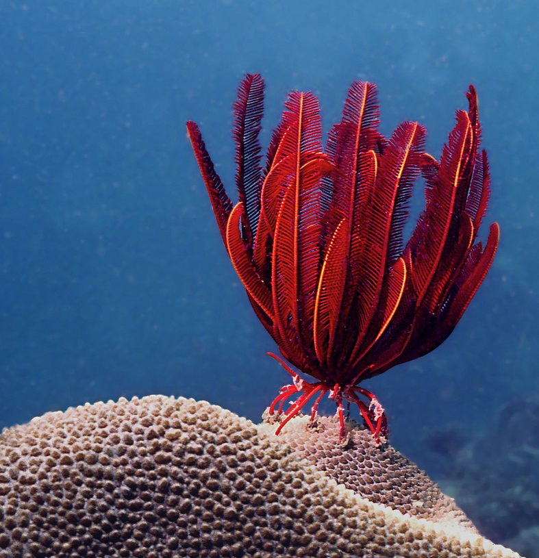 Безкрайно ярко червено морски лилия