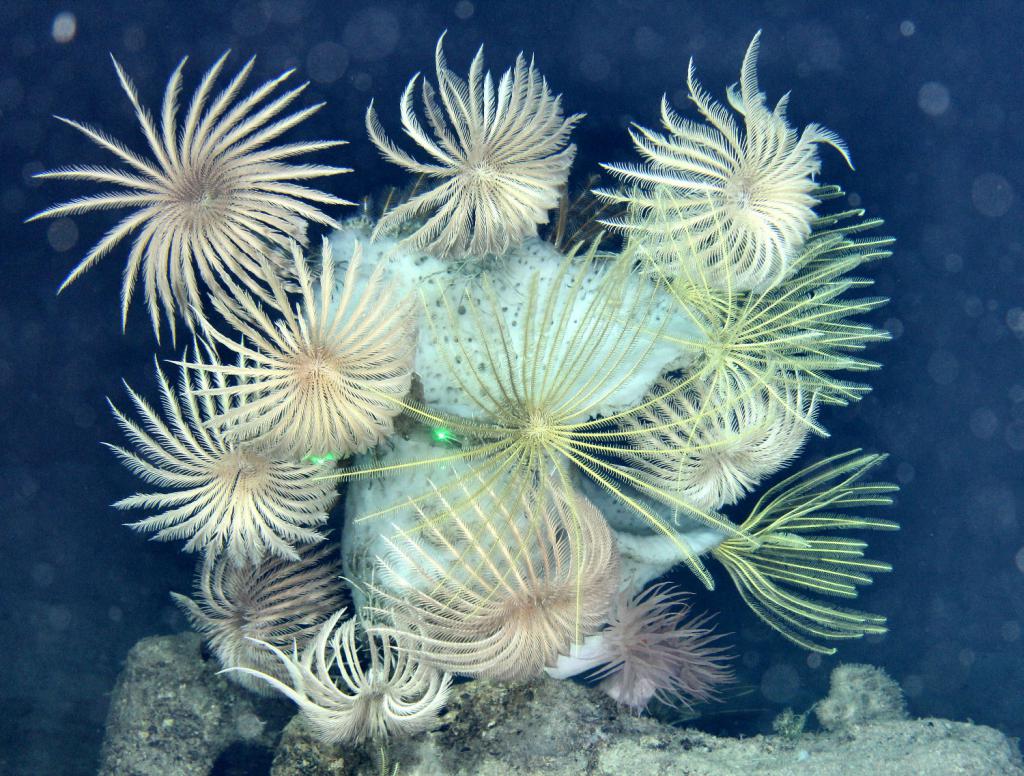 Няколко дълбоки морски лилии