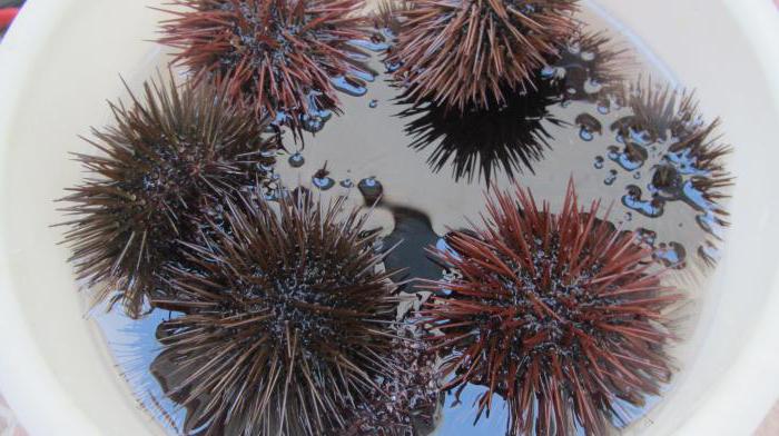 ikra morskega ježa