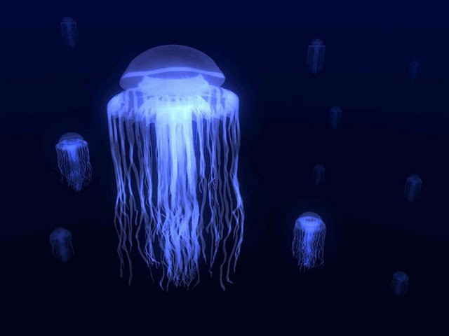 meduze morska osa